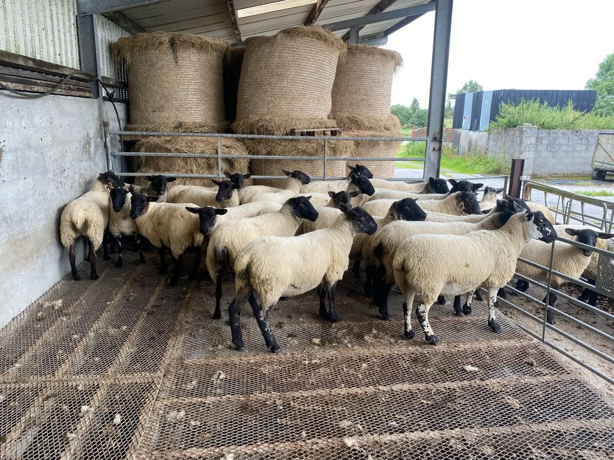 Suffolk hoggets - Image 2