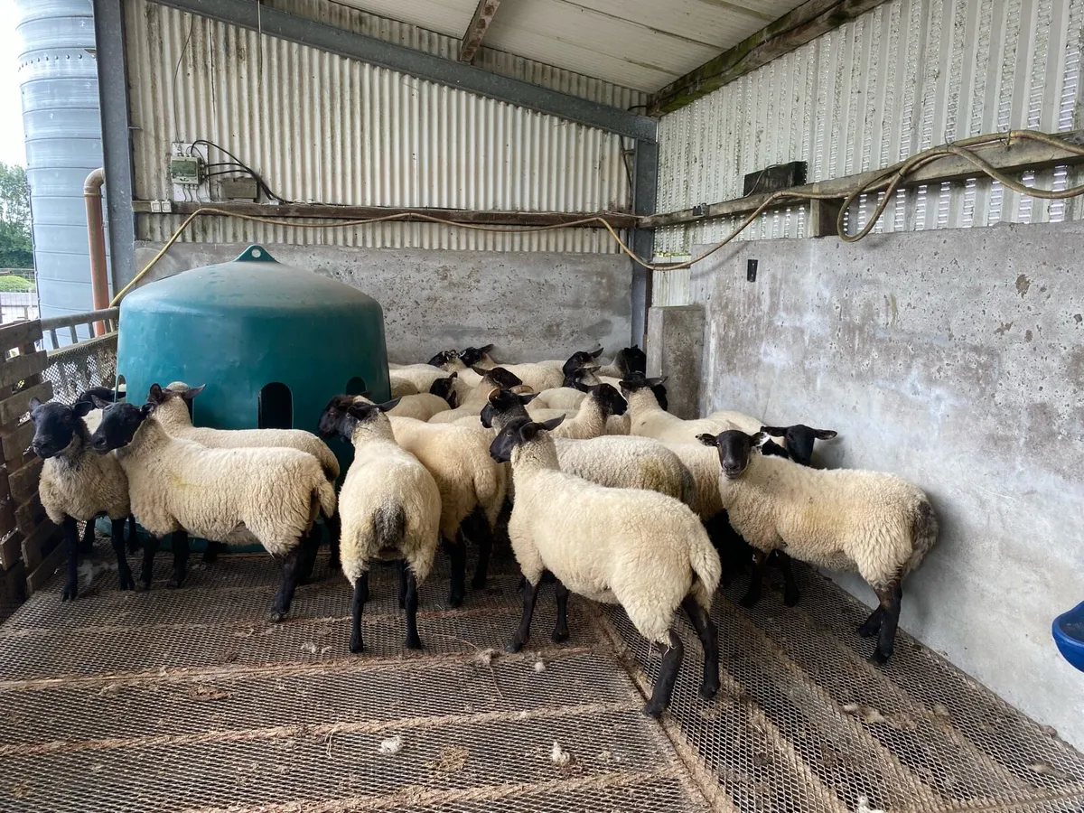 Suffolk hoggets - Image 3