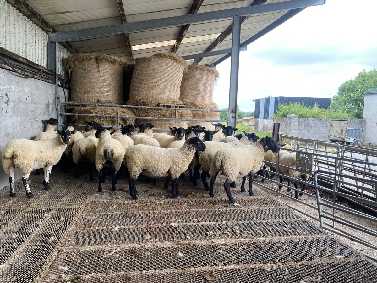 Suffolk hoggets - Image 4