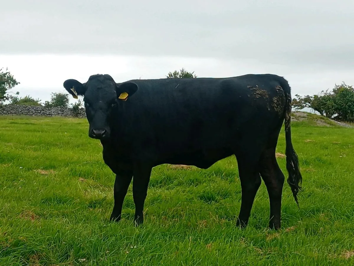 PB kerry heifer - Image 2
