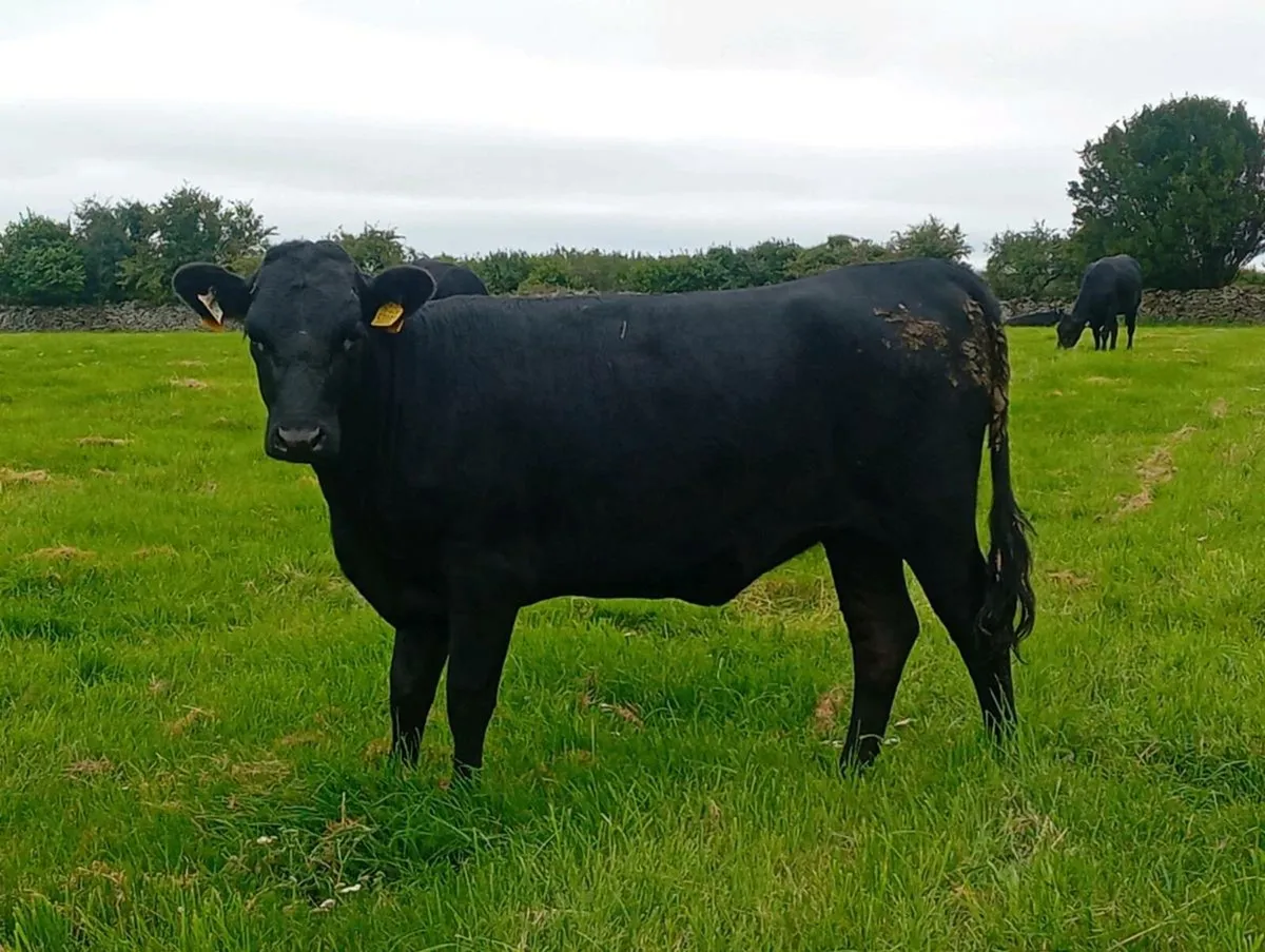 PB kerry heifer - Image 1