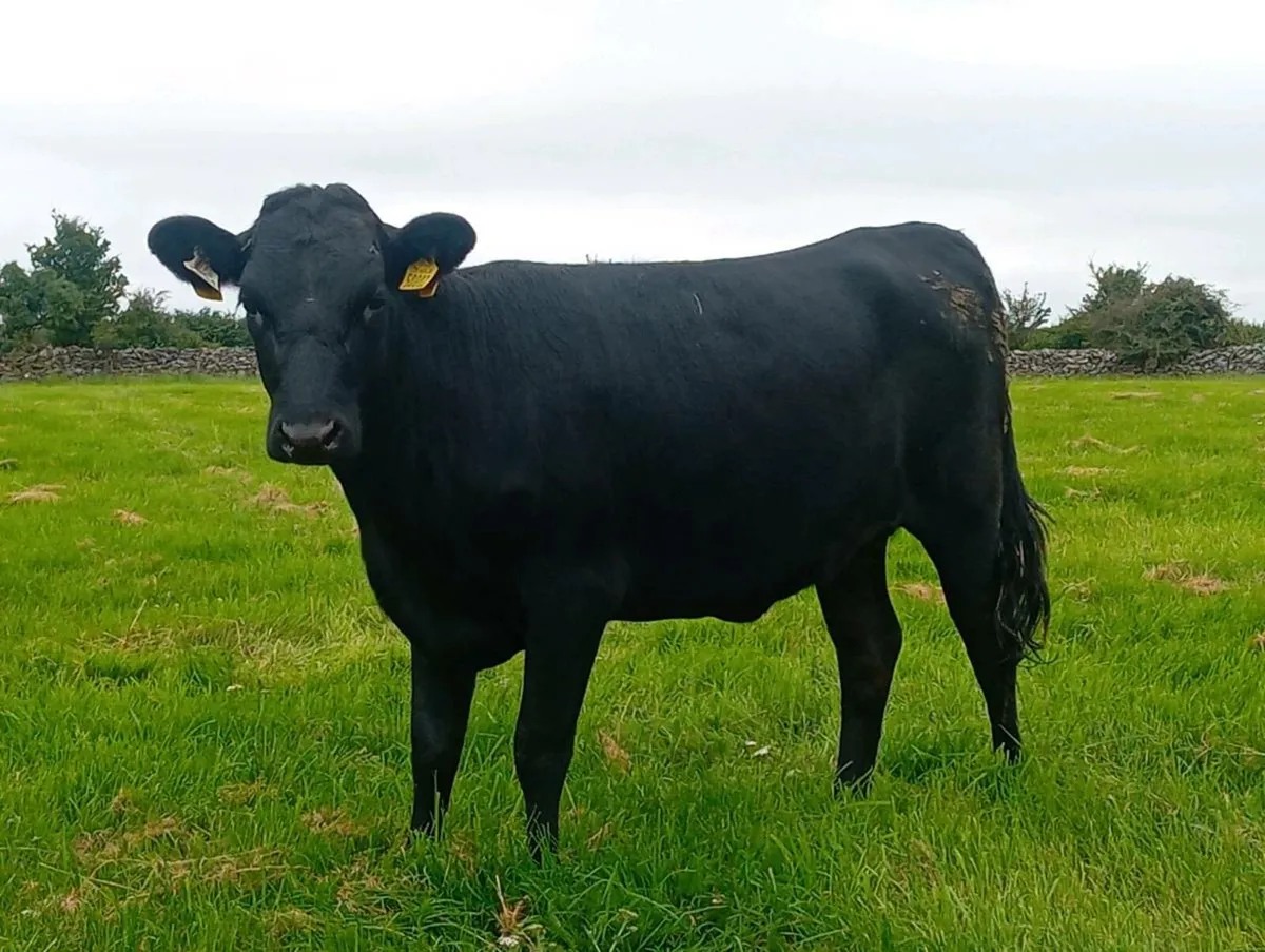 PB kerry heifer - Image 3