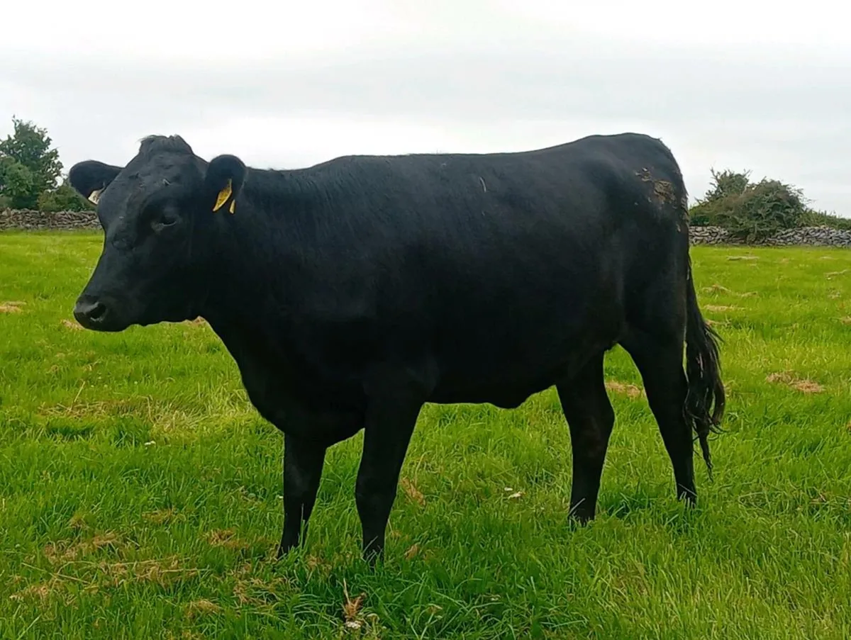 PB kerry heifer - Image 4