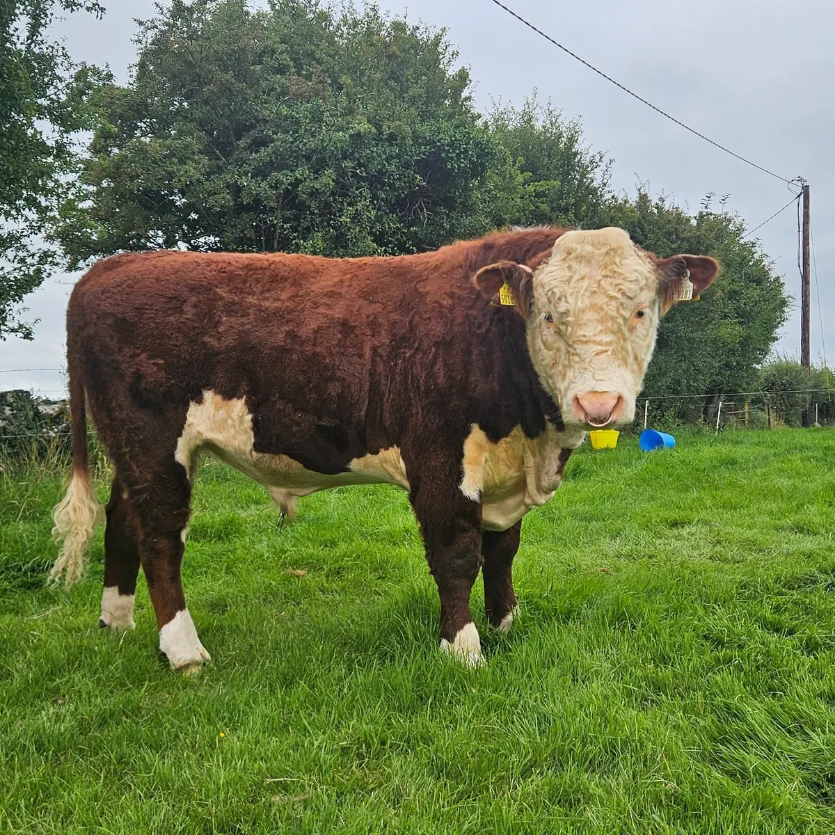 PBR Hereford Bull - Image 3