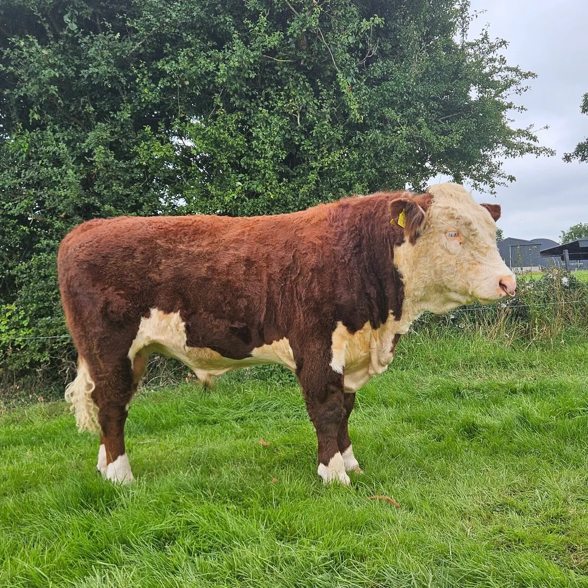 PBR Hereford Bull - Image 1