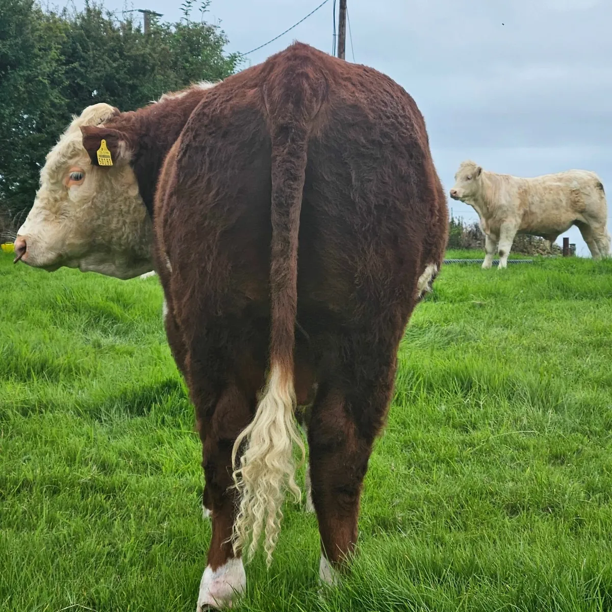 PBR Hereford Bull - Image 4