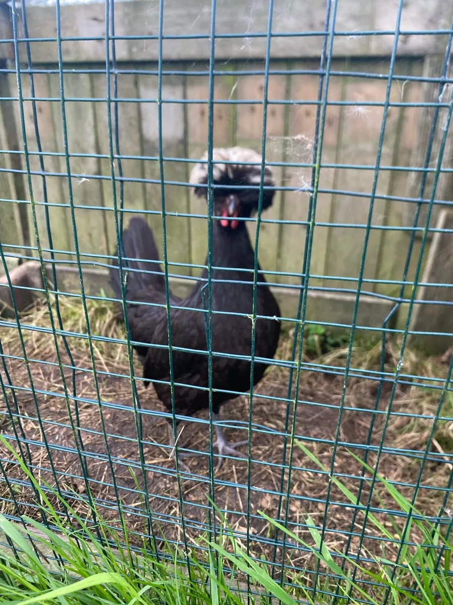 White crested black polish - Image 3