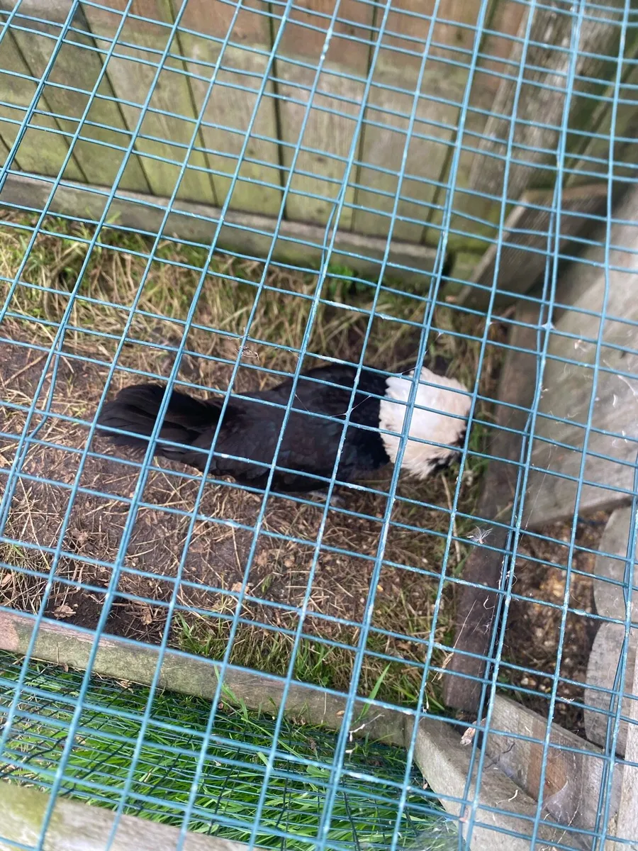 White crested black polish - Image 4