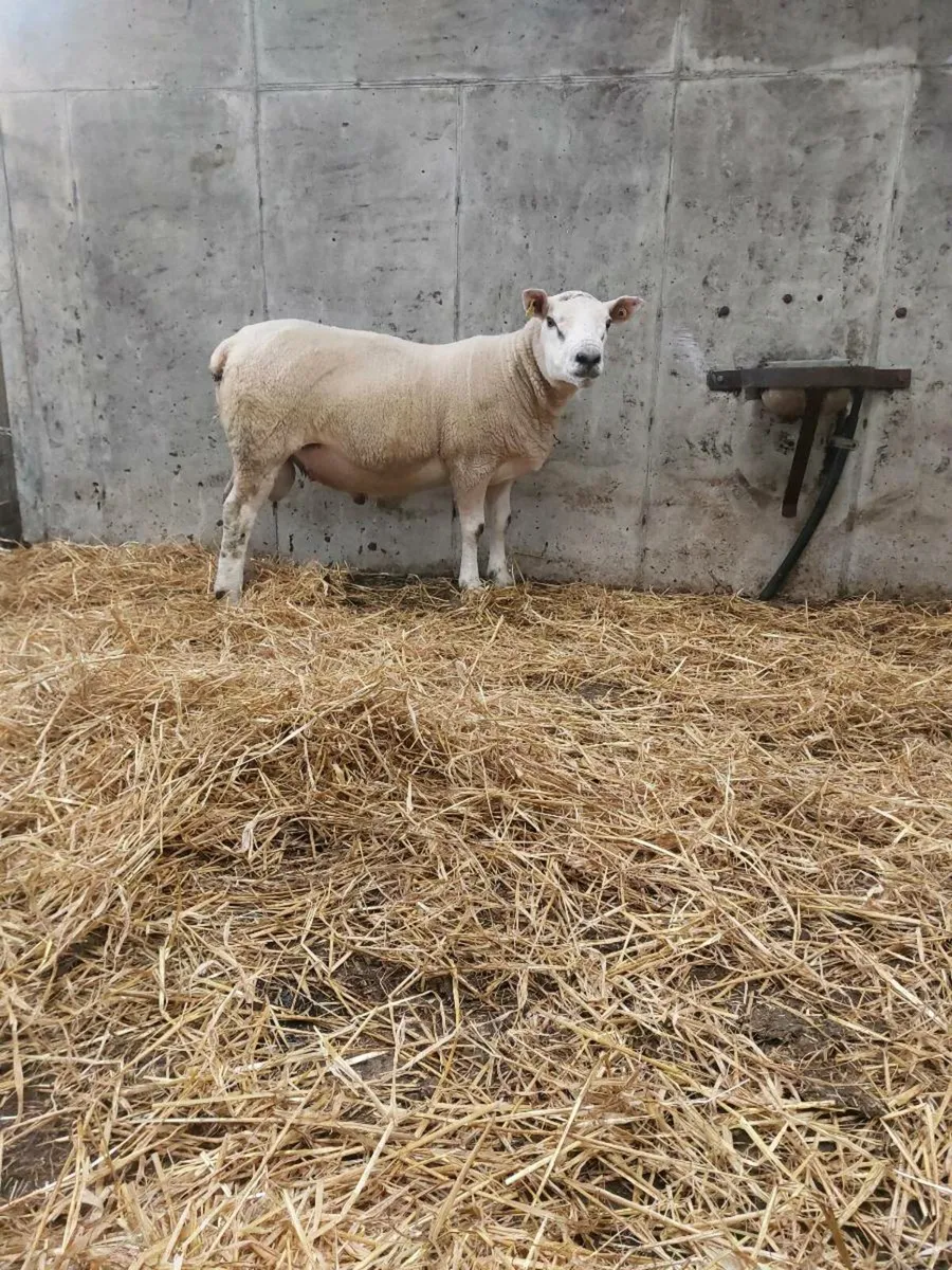 Hogget Rams - Image 1