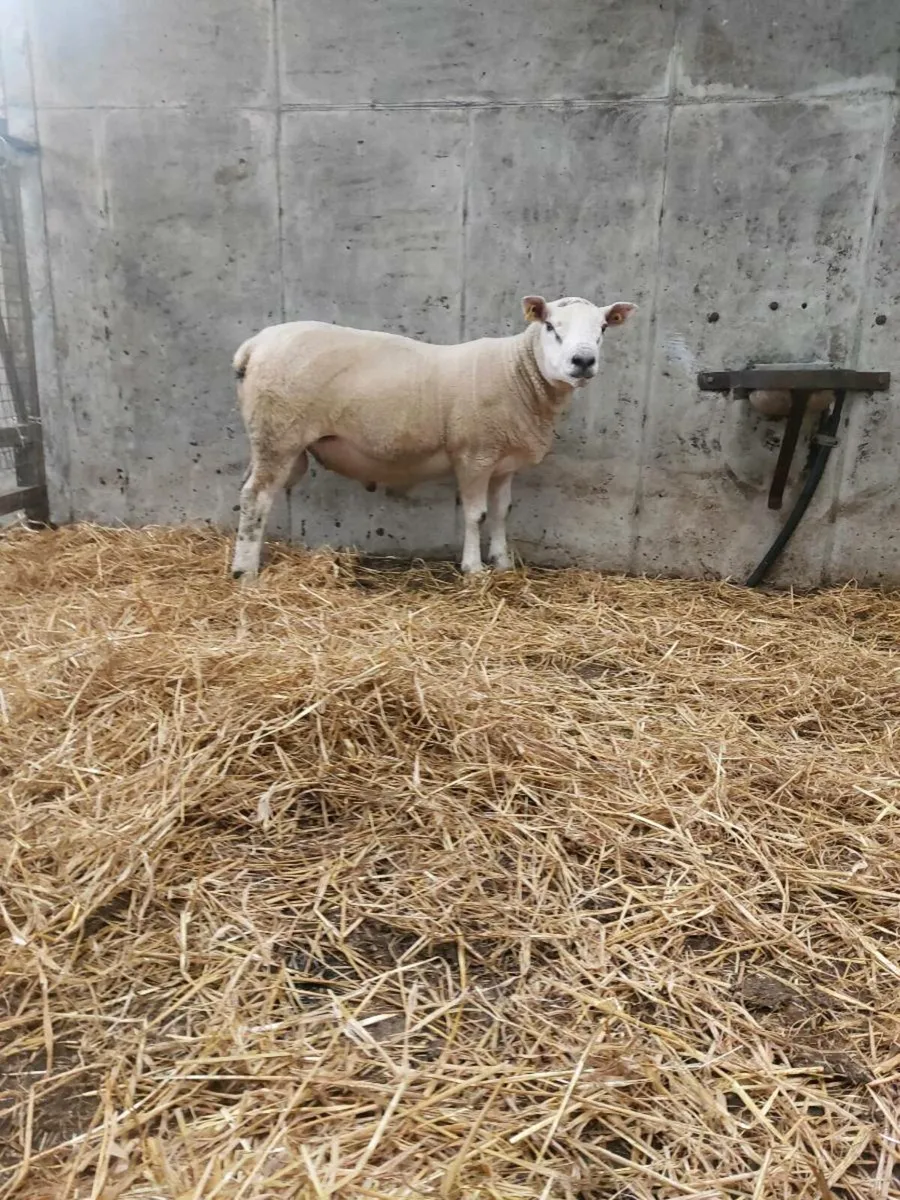 Hogget Rams - Image 2