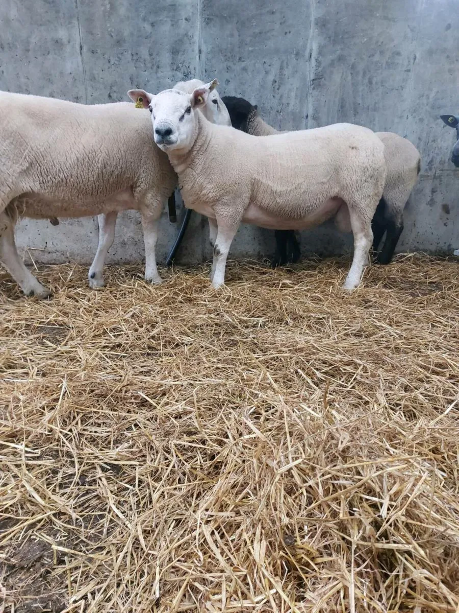 Hogget Rams - Image 3