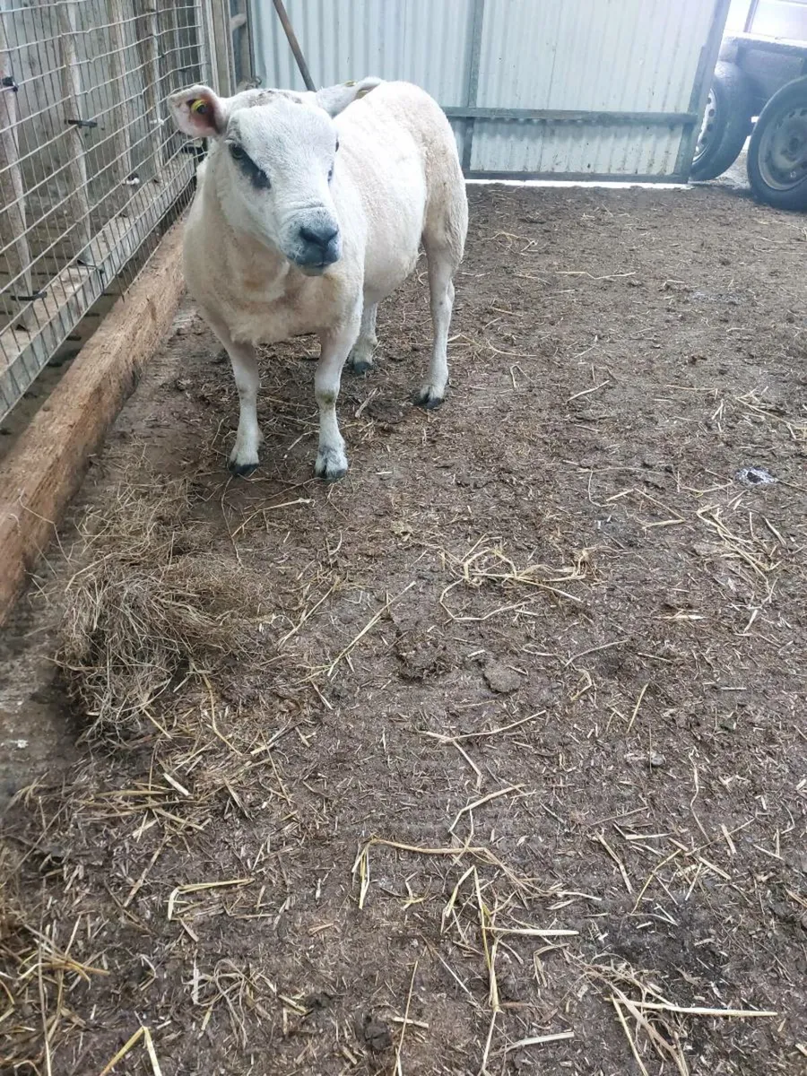 Hogget Rams - Image 4