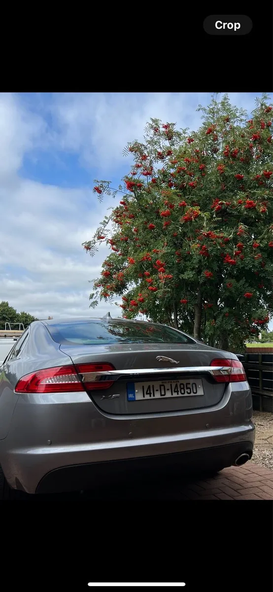 Jaguar - Image 3