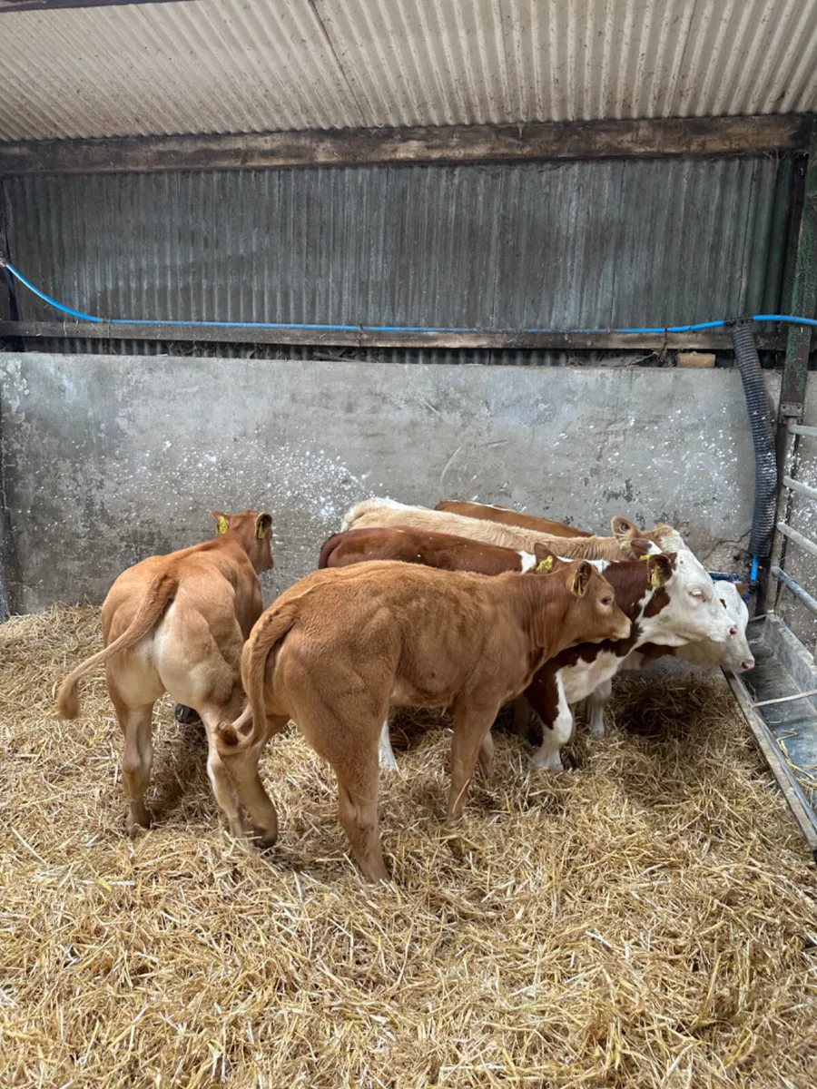 Lim and Simmental heifers - Image 3