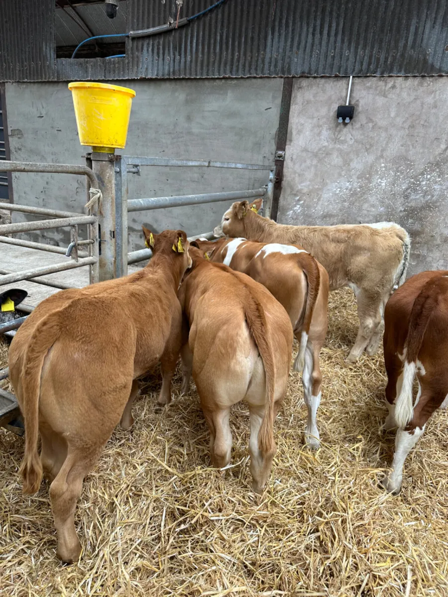 Lim and Simmental heifers - Image 4