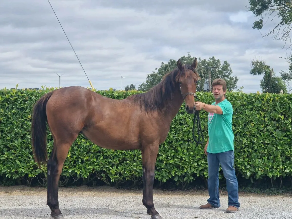 TB Yearling Filly - Image 1