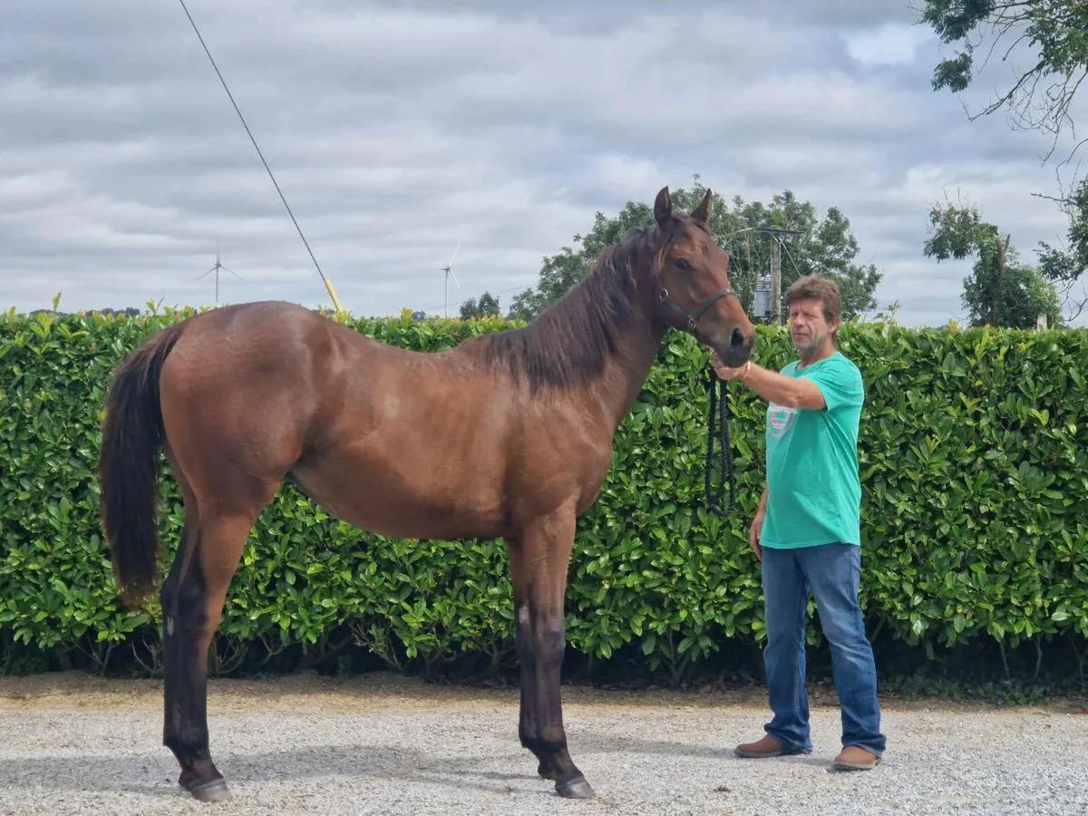 TB Yearling Filly - Image 2