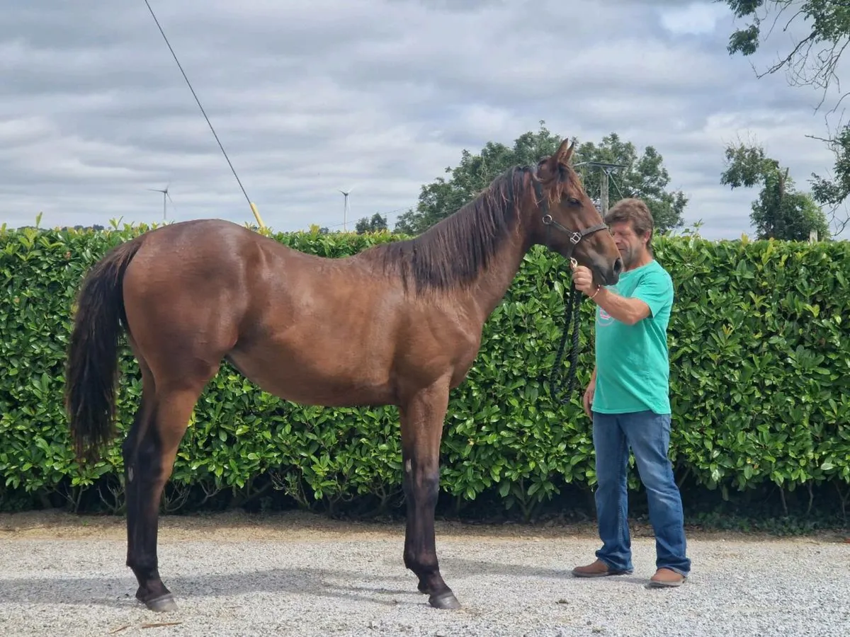 TB Yearling Filly - Image 3