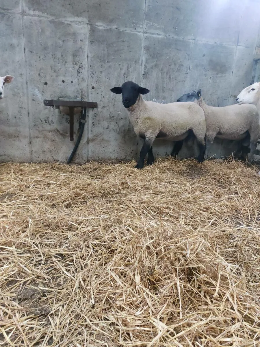 Hogget Rams - Image 2