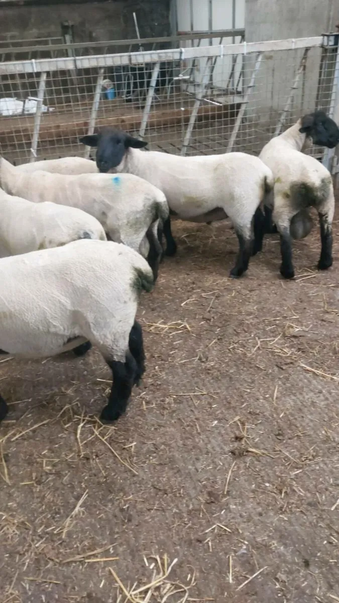 Hogget Rams - Image 3