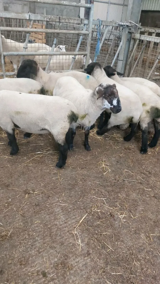 Hogget Rams - Image 4