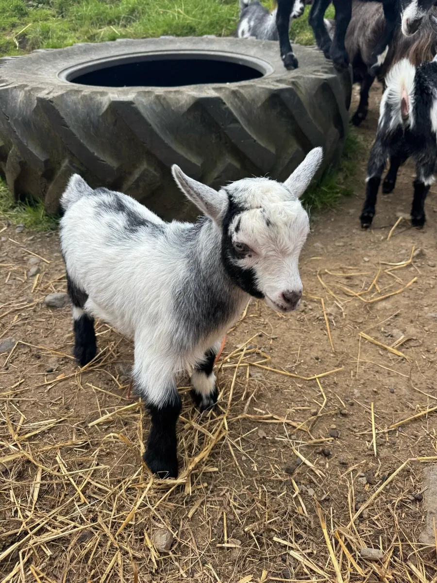 Pygmy goats - Image 2