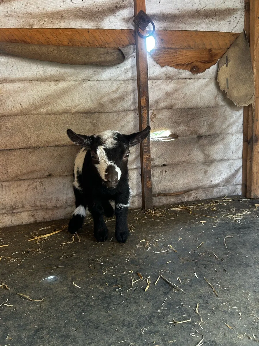 Pygmy goats - Image 3