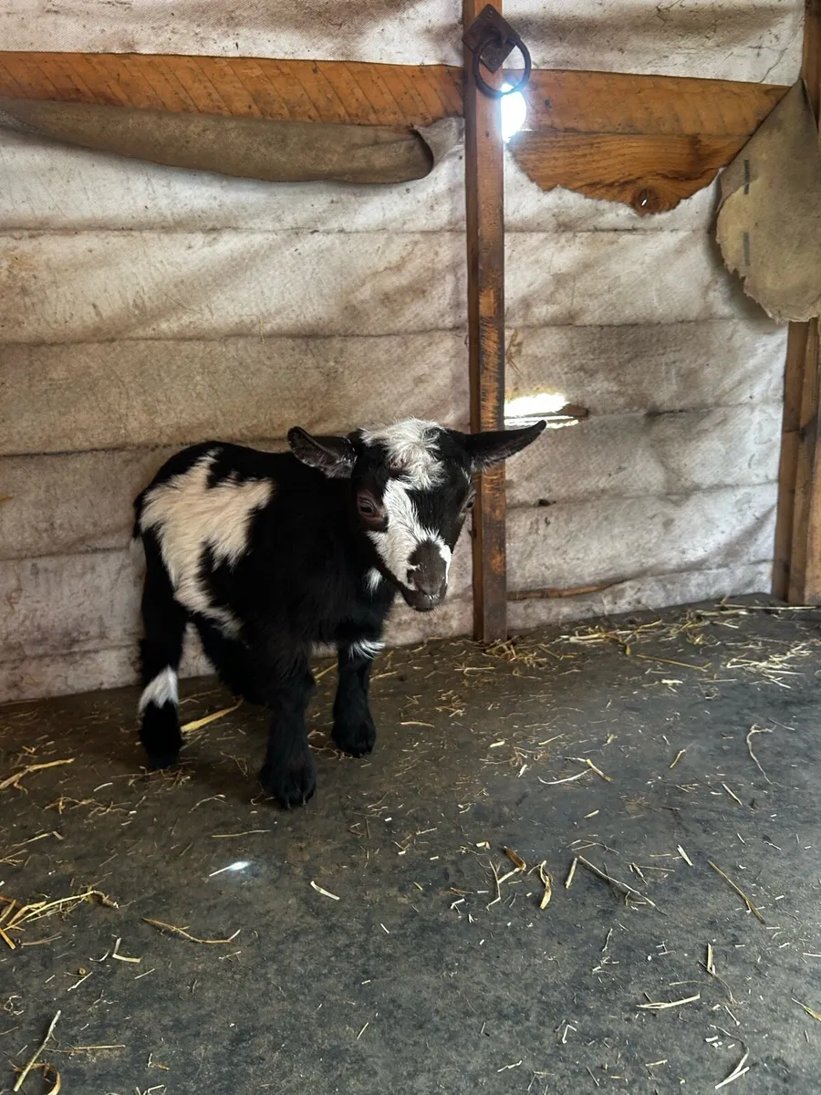 Pygmy goats - Image 4