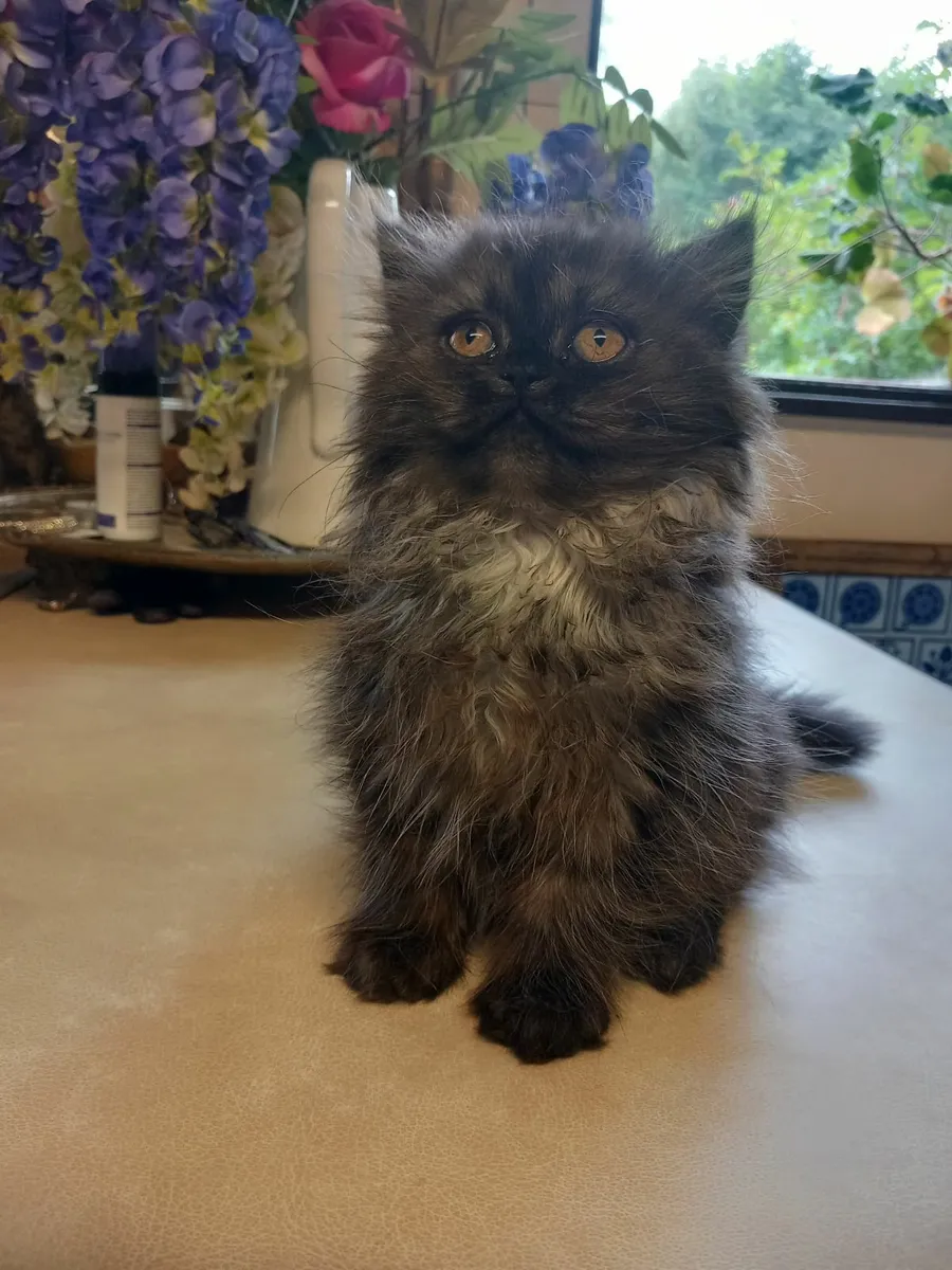 Fabulous Blue Chinchilla  Persian female kitten - Image 1