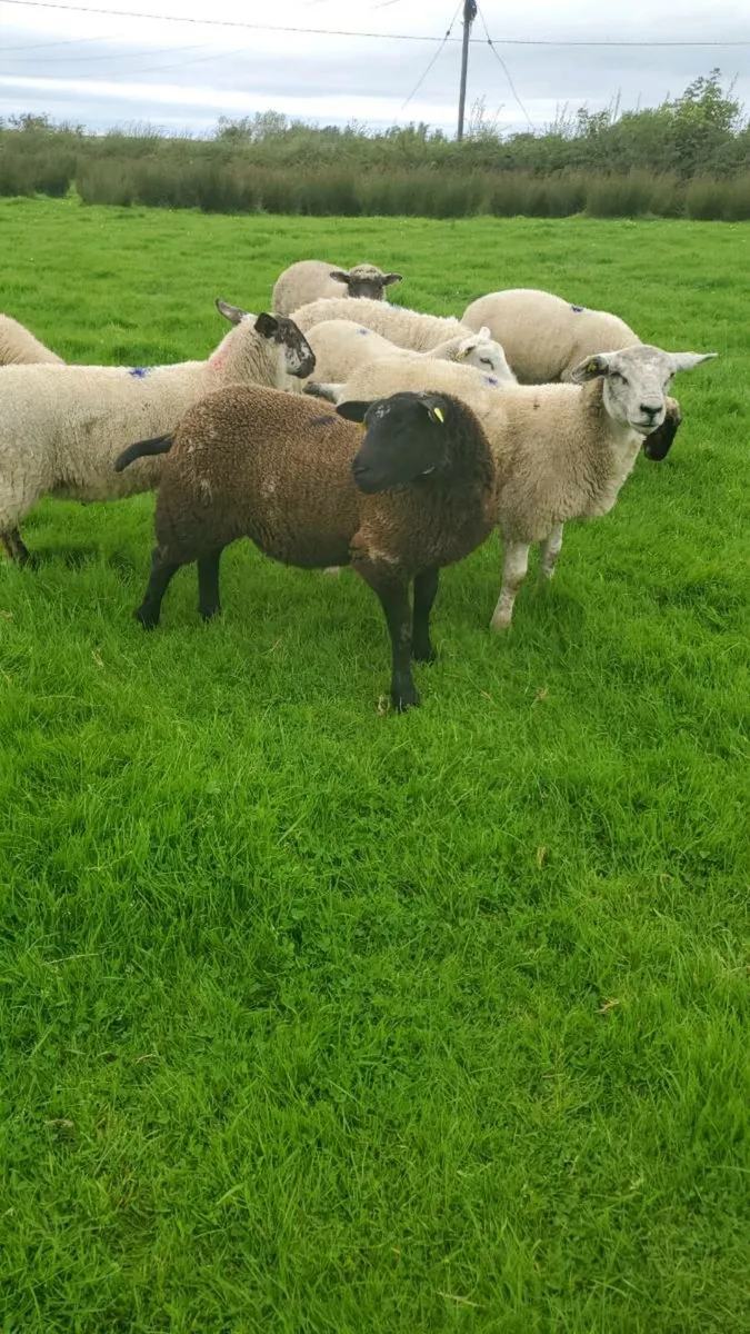 Spotted Dutch ewe lamb