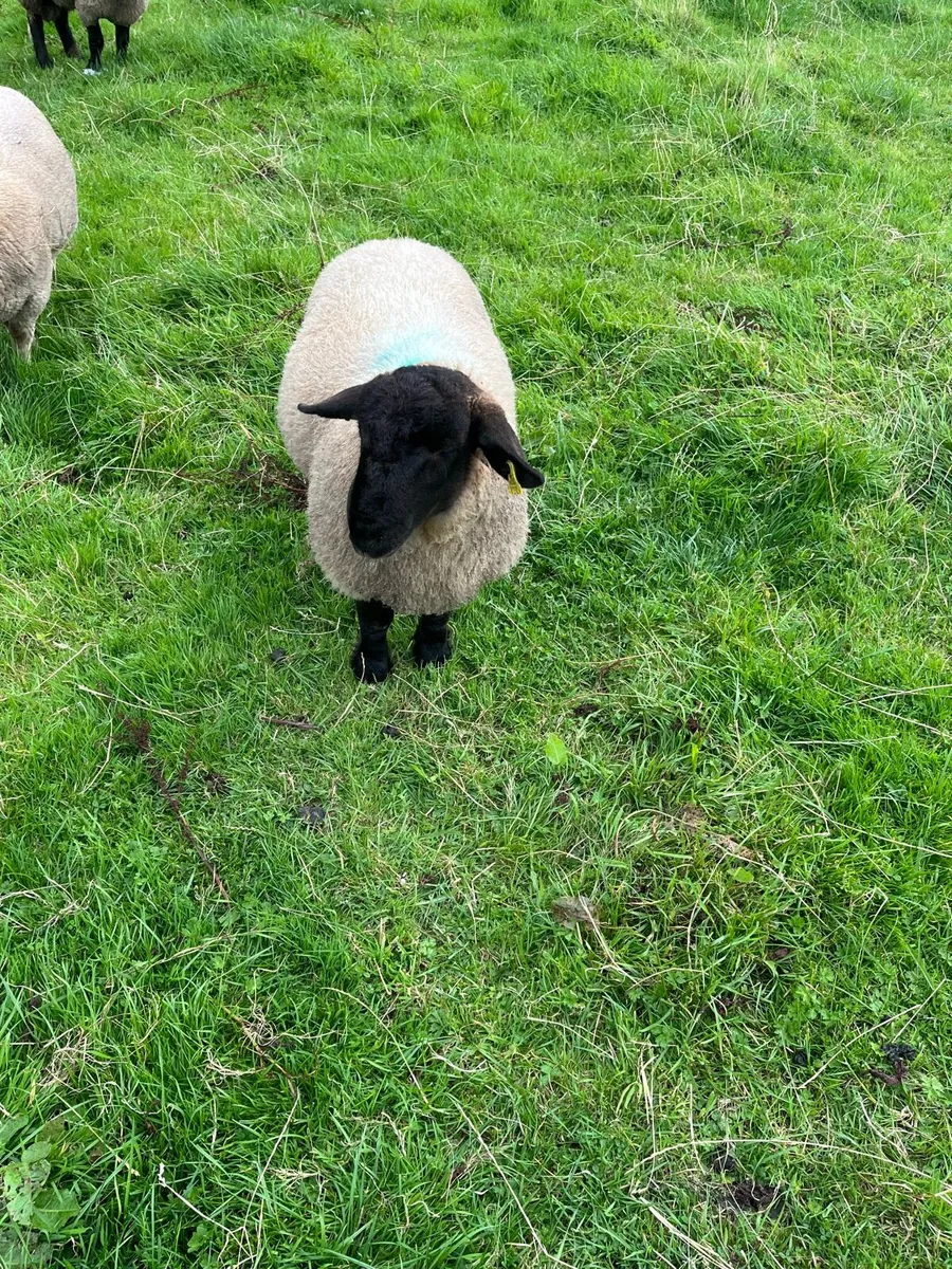Suffolk ram lambs - Image 1