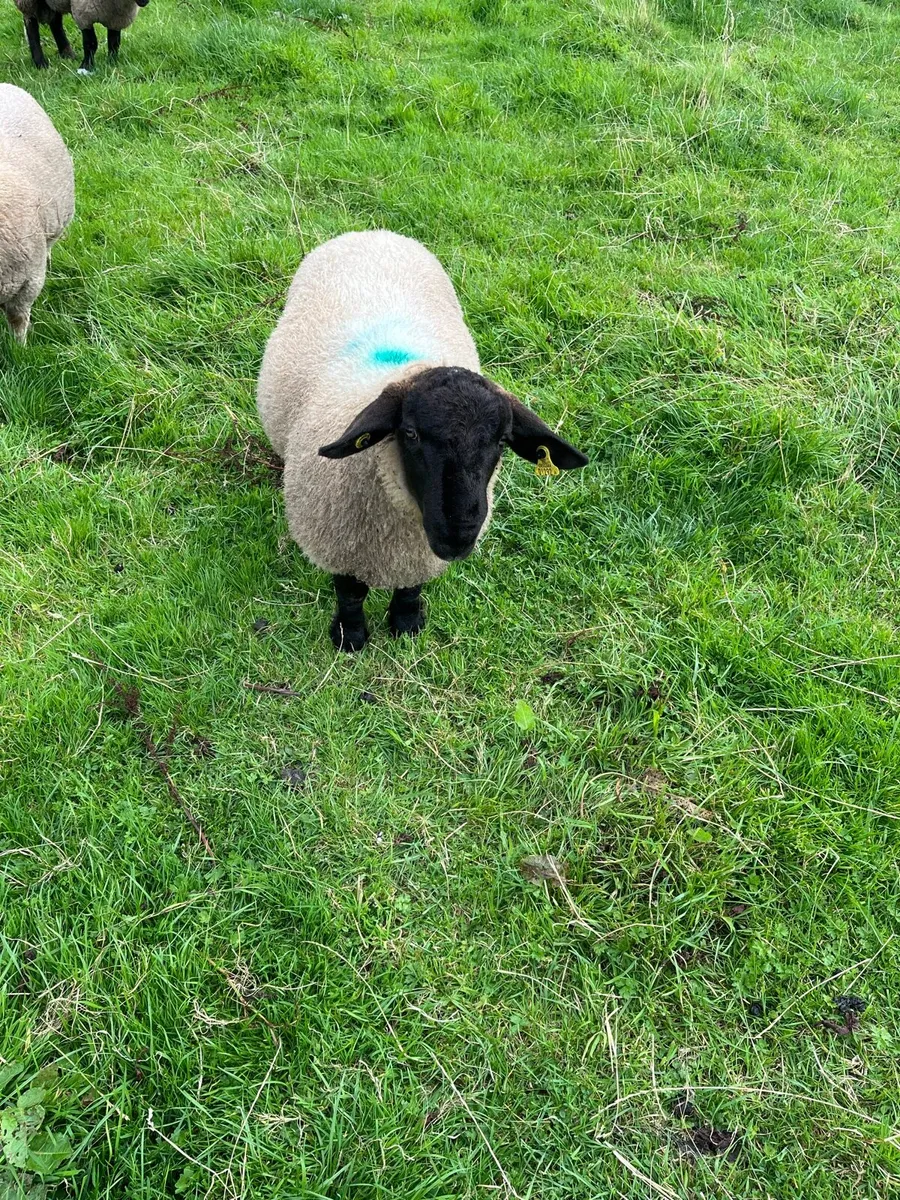 Suffolk ram lambs - Image 2