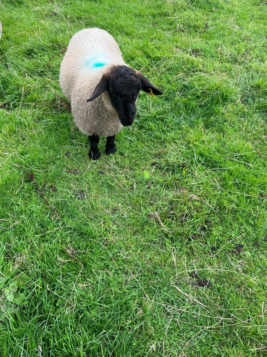 Suffolk ram lambs - Image 3