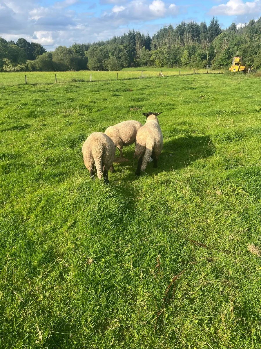 Suffolk ram lambs - Image 4