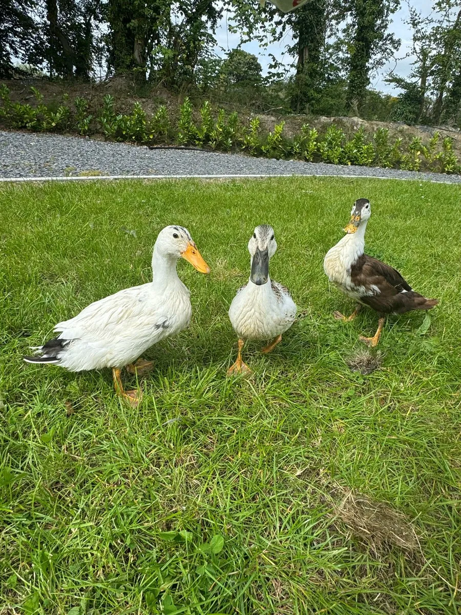 Ducks - Image 1