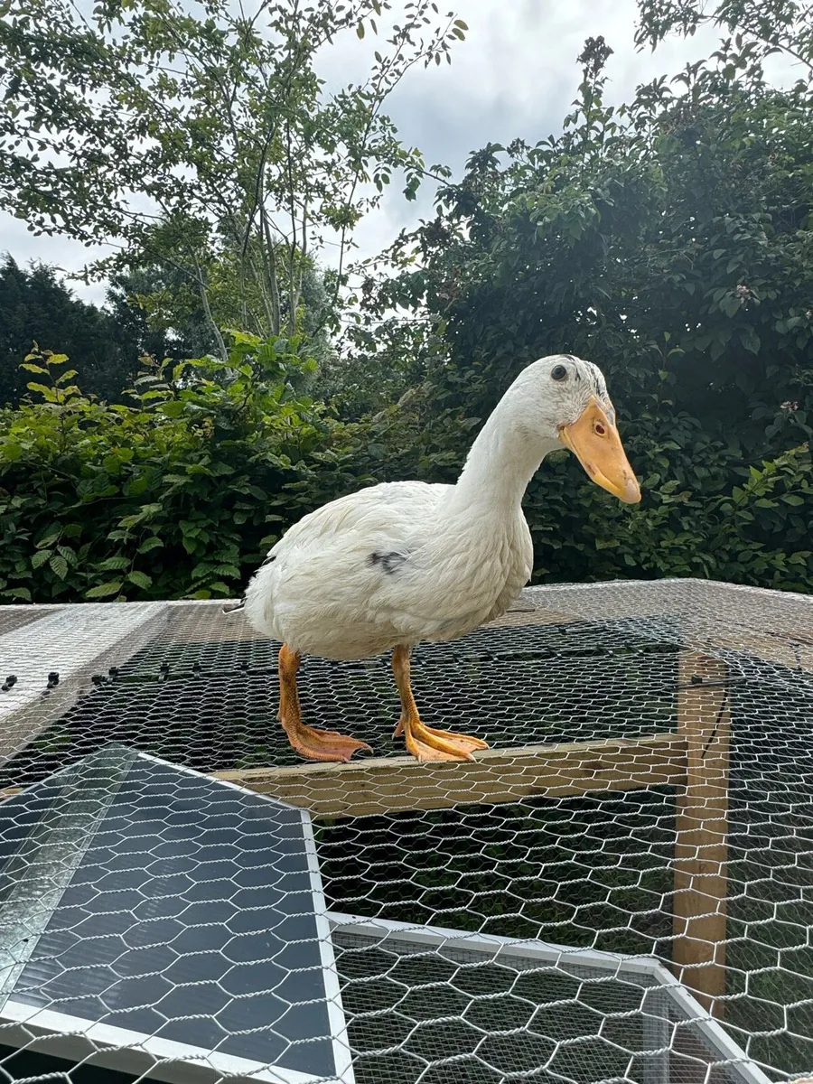 Ducks - Image 2