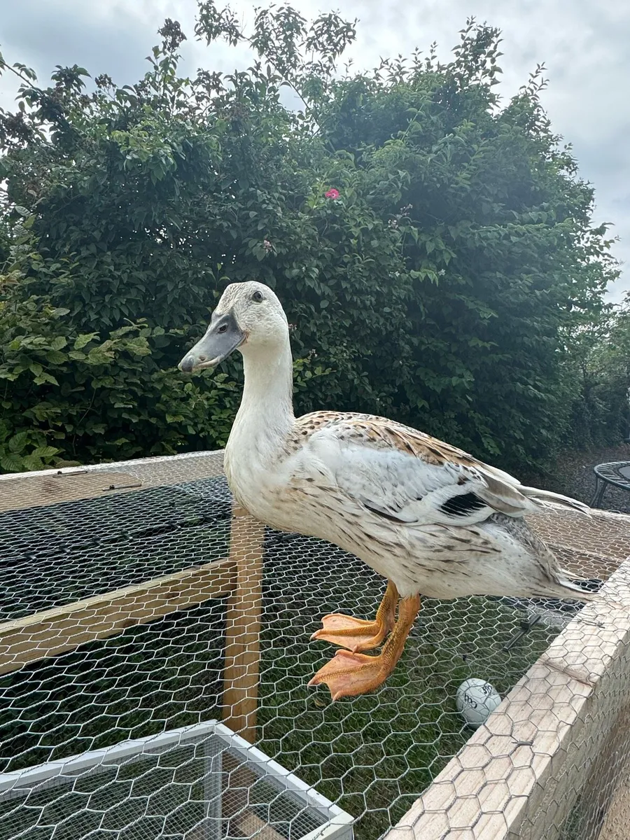 Ducks - Image 4