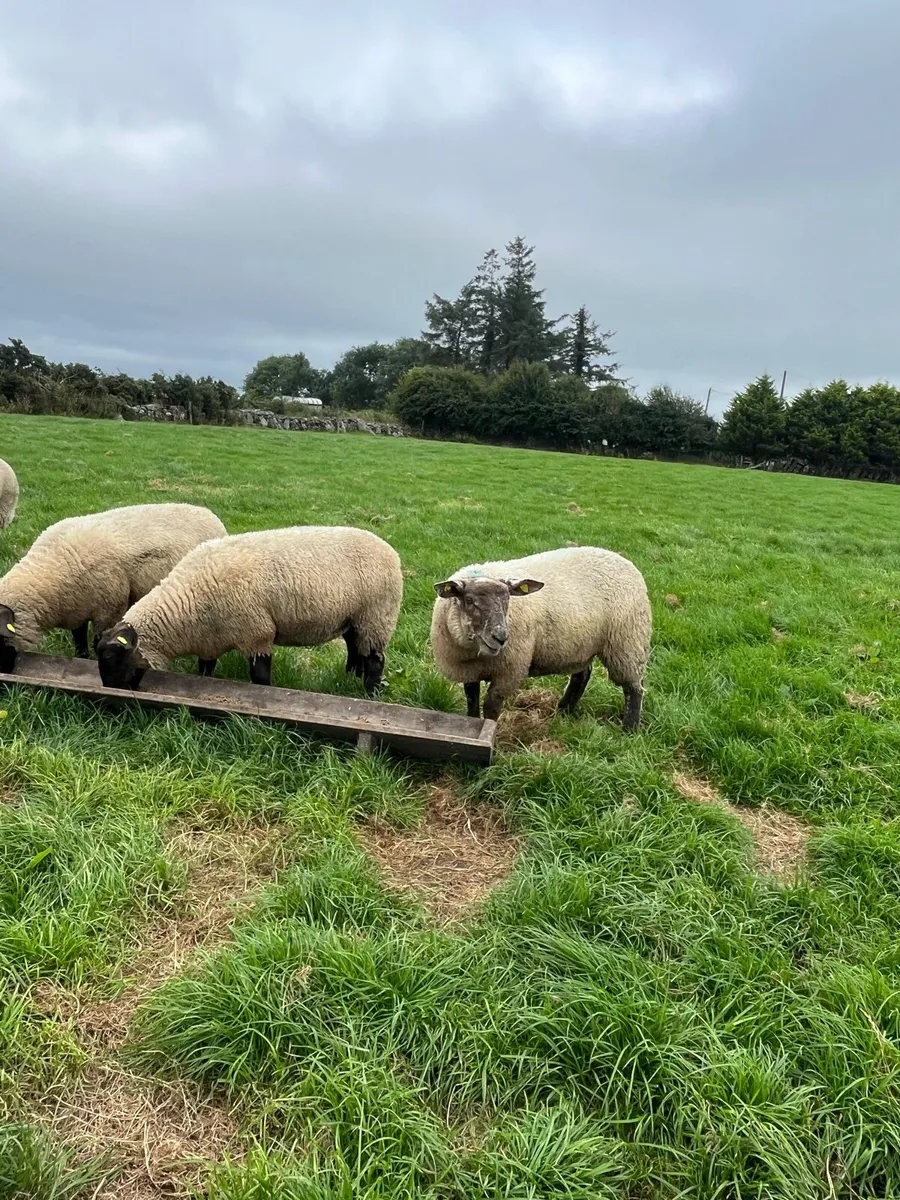 16 ewe lambs - Image 1
