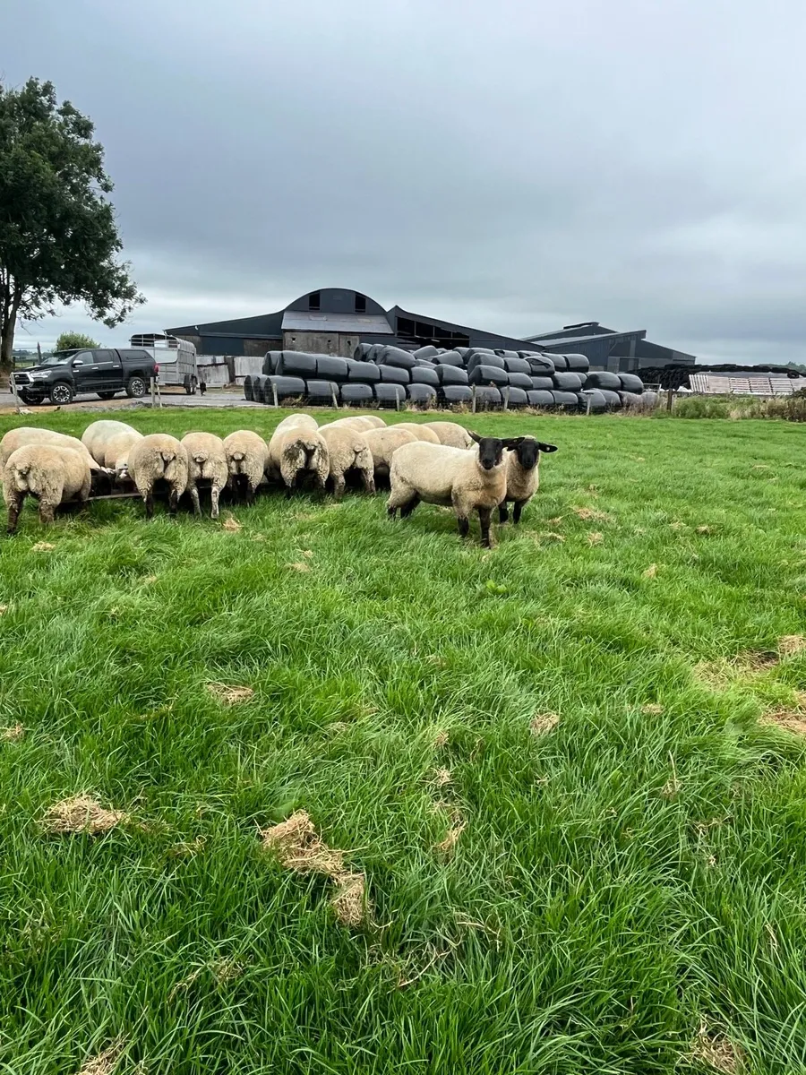 16 ewe lambs - Image 2