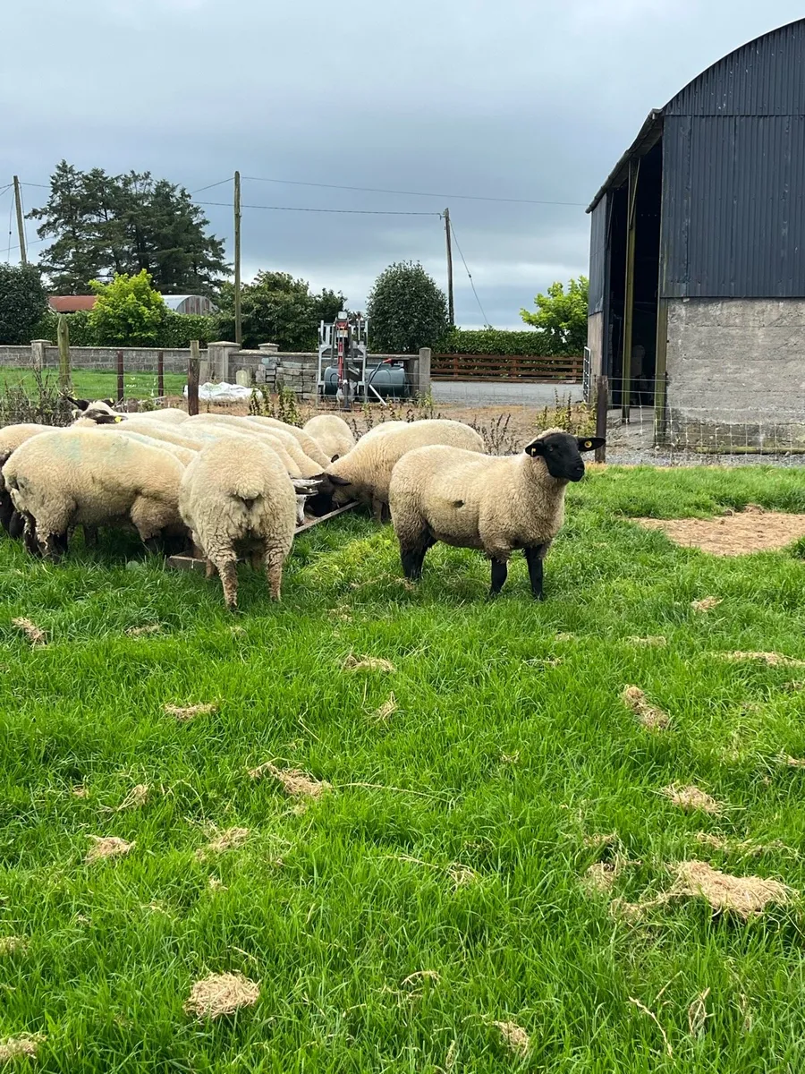 16 ewe lambs - Image 3