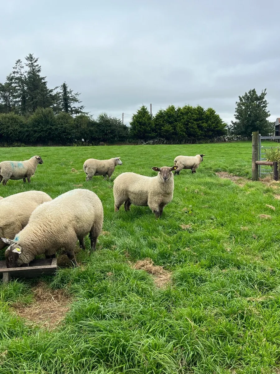 16 ewe lambs - Image 4
