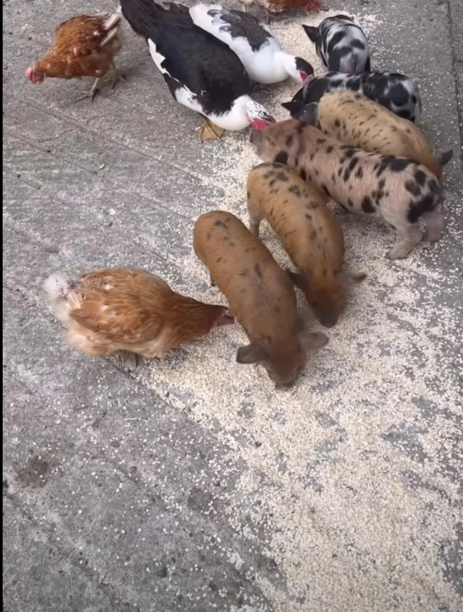 Animal - Image 2