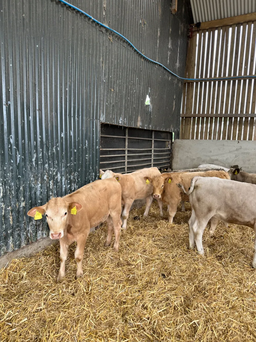 Charolais and lim heifers - Image 3