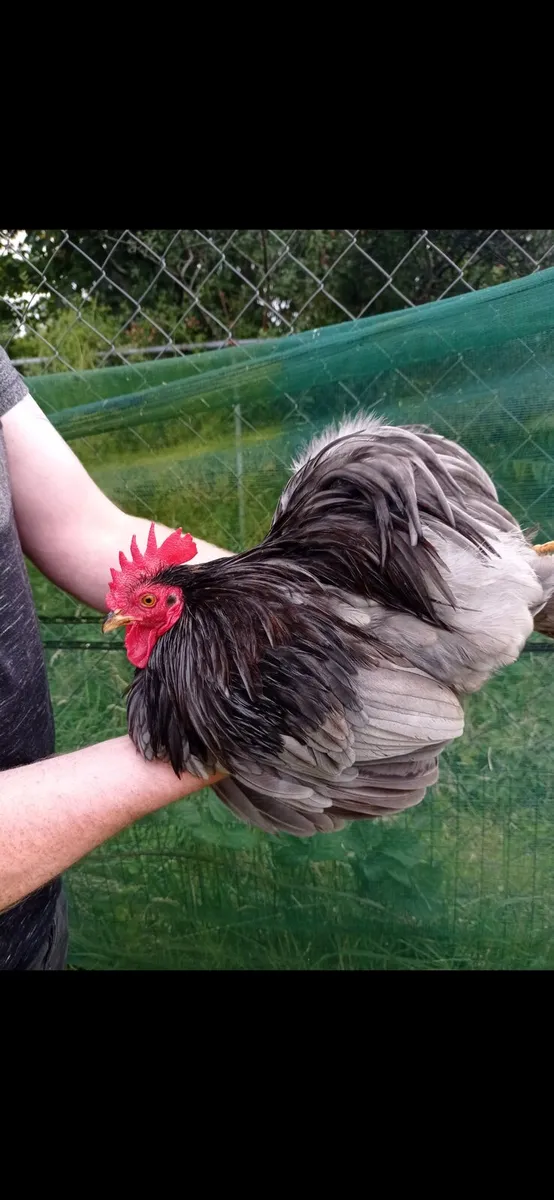 Pekin pairs - Image 1
