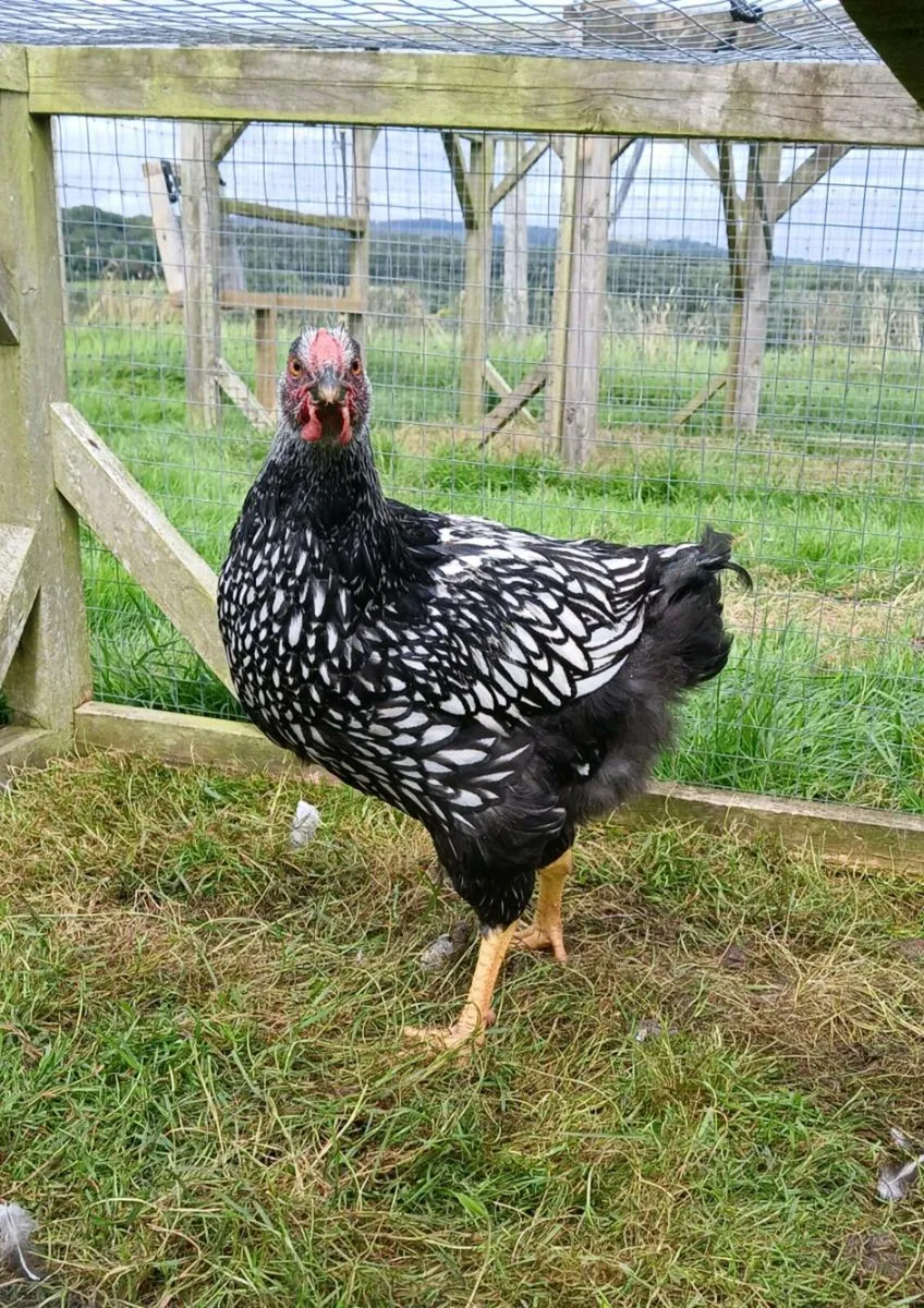 Golden Sebrights, Silver laced Wyandotte for sale - Image 3