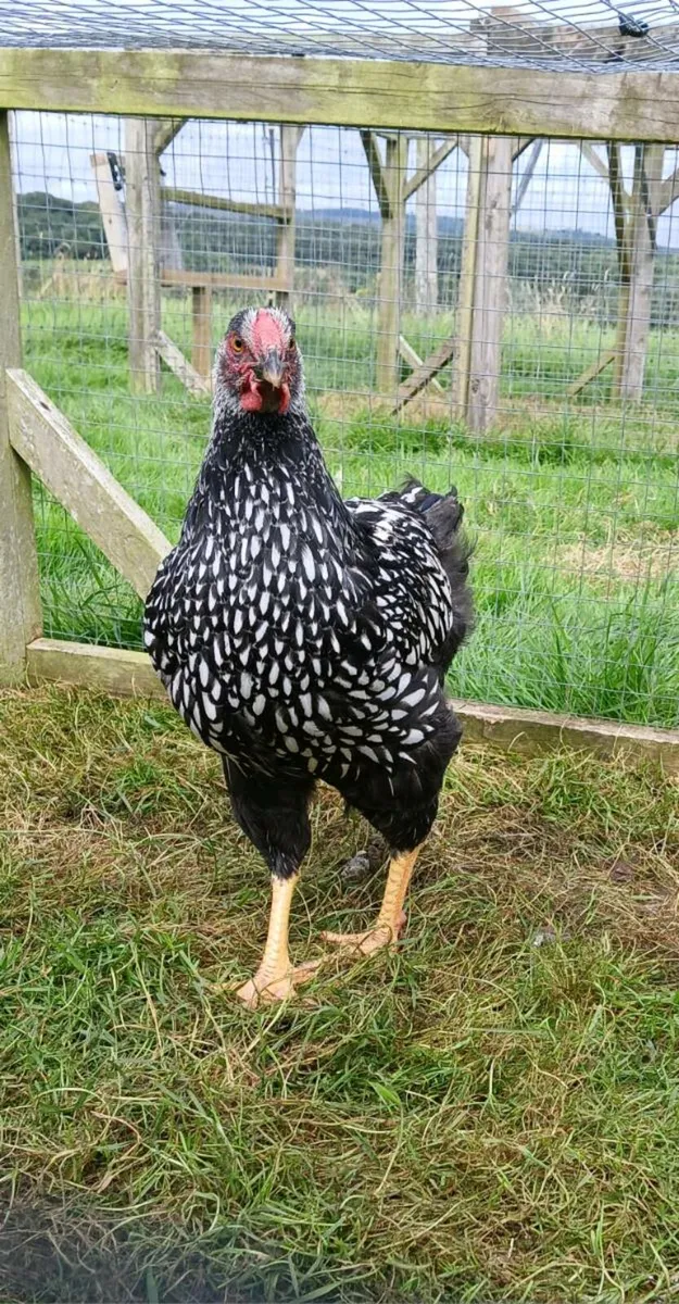Golden Sebrights, Silver laced Wyandotte for sale - Image 4