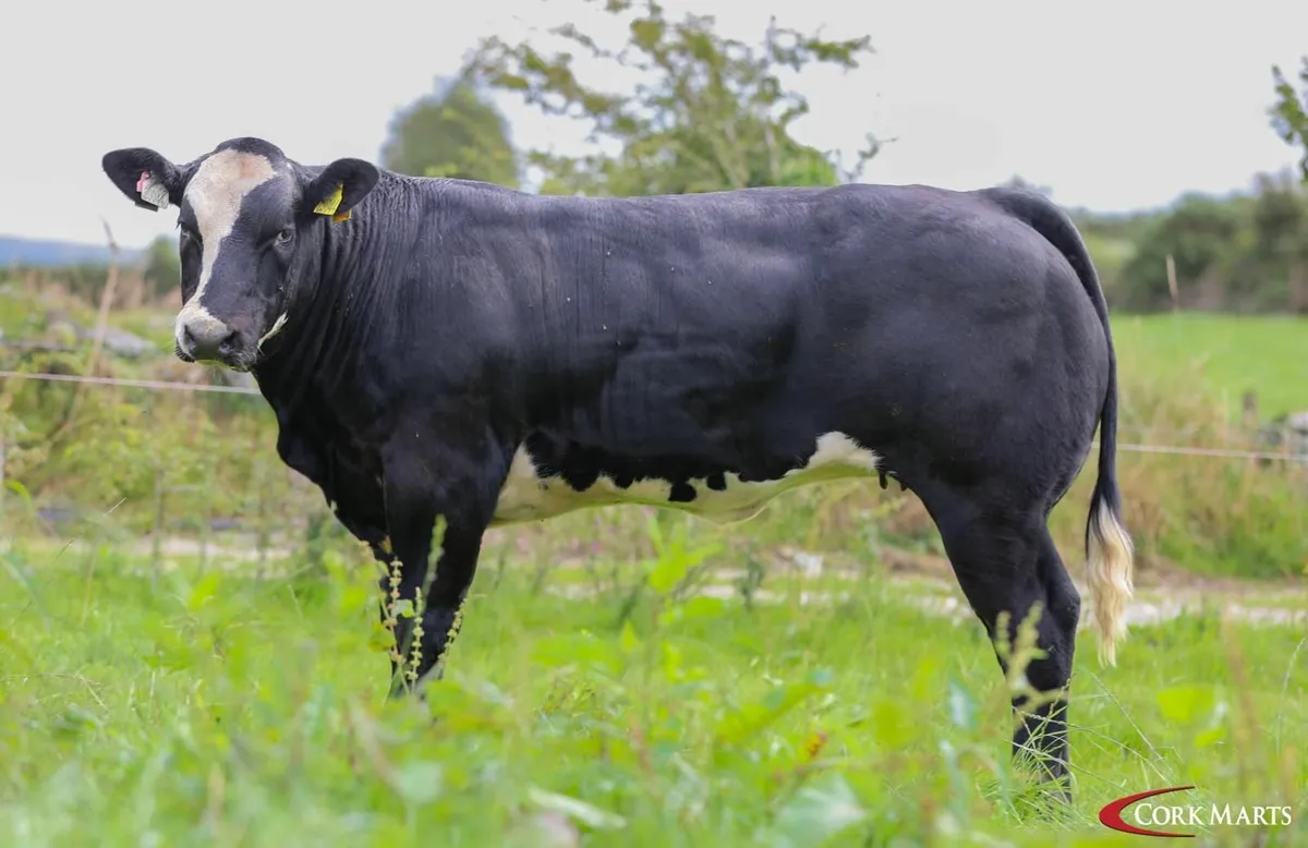 Show/Breeding Weanling Heifers - Image 1