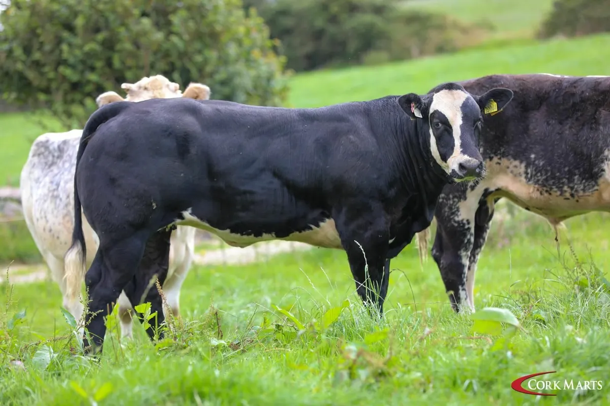 Show/Breeding Weanling Heifers - Image 2