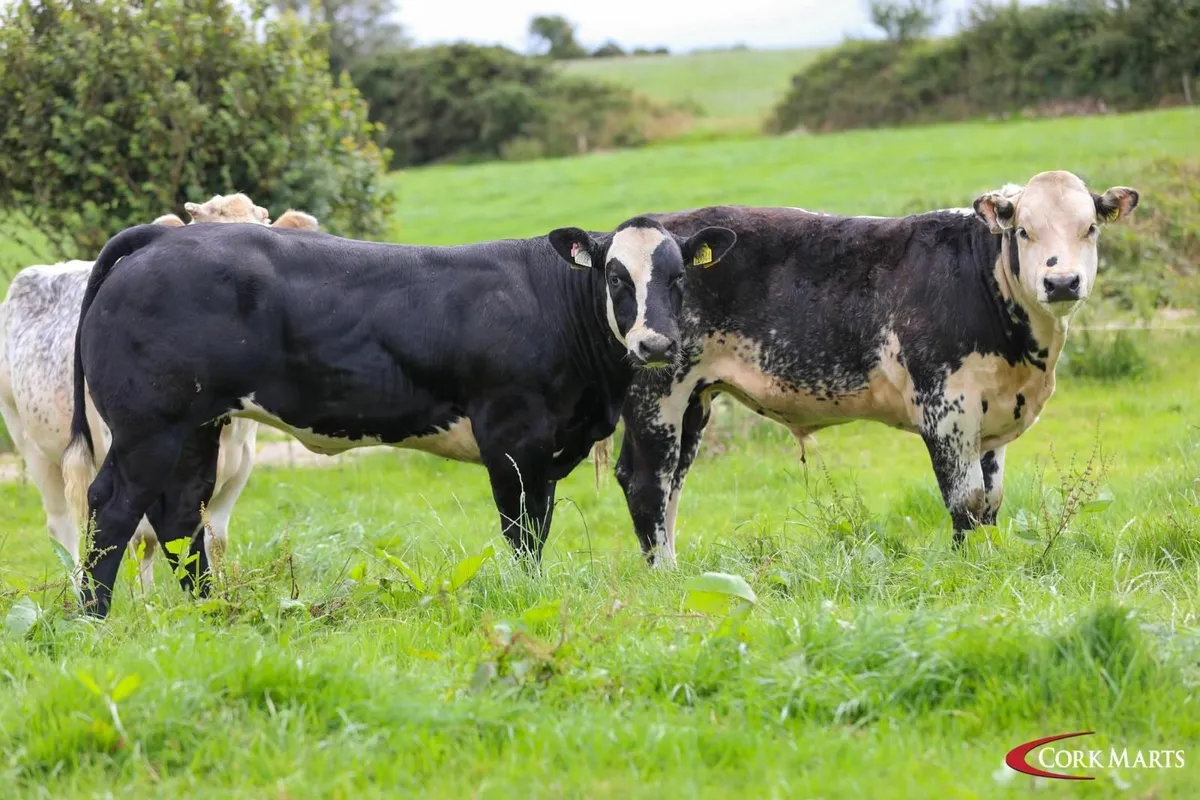 Show/Breeding Weanling Heifers - Image 3