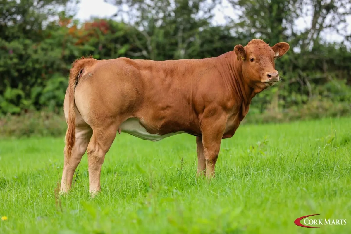 Show/Breeding Weanling Heifers - Image 4